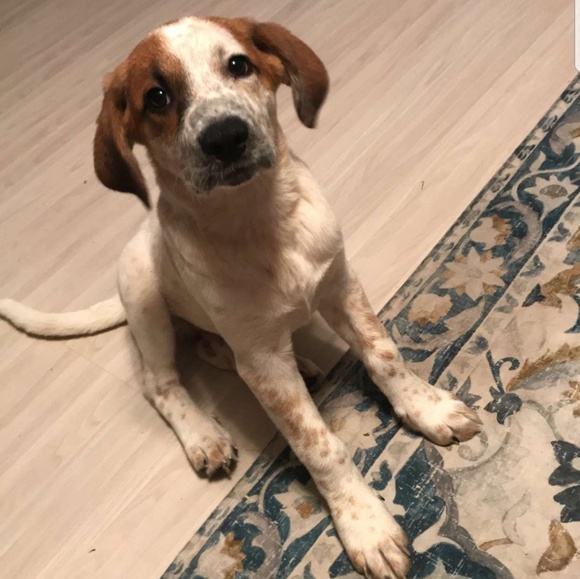 Meet your Posher, Gabriel - Picture 1 of 1